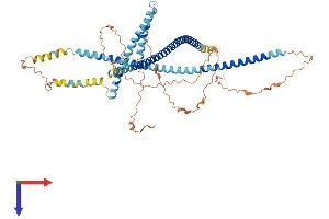 AlphaFold protein structure predicition of Human Recombinant TSKS Protein, UniprotID Q9UJT2
