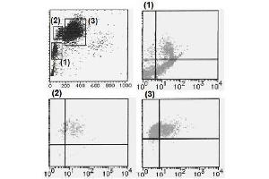 Flow Cytometry (FACS) image for anti-CD226 (CD226) antibody (FITC) (ABIN1449203) (CD226 anticorps  (FITC))