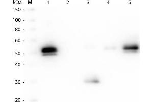 Western Blot of Anti-Rabbit IgG F(c) (GOAT) Antibody. (Chèvre anti-Lapin IgG (Fc Region) Anticorps (DyLight 680) - Preadsorbed)
