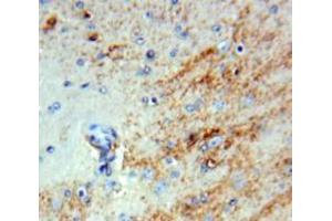 IHC-P analysis of Brain tissue, with DAB staining. (INHBB anticorps  (AA 50-404))
