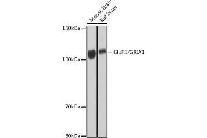 Western blot analysis of extracts of various cell lines, using GluR1/GRI Rabbit mAb (1643) at 1:1000 dilution. (Glutamate Receptor 1 anticorps)