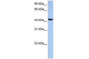 B3GNT7 antibody used at 1 ug/ml to detect target protein. (B3GNT7 anticorps  (N-Term))