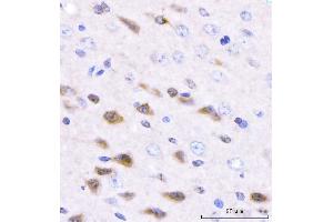 IHC analysis of Adgrg1 using anti-Adgrg1 antibody (ABIN7601979). (Adhesion G Protein-Coupled Receptor G1 (ADGRG1) (AA 53-554) anticorps)
