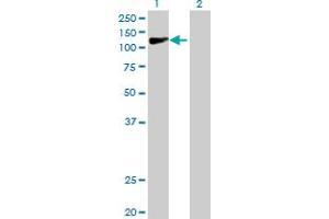 Western Blot analysis of COG1 expression in transfected 293T cell line by COG1 MaxPab polyclonal antibody. (COG1 anticorps  (AA 1-980))