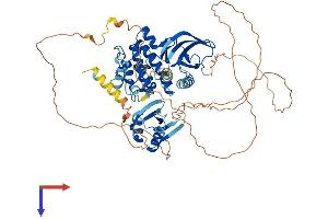 AlphaFold protein structure predicition of Human Recombinant MAP3K3 Protein, UniprotID Q99759