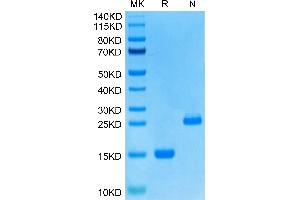 Growth Differentiation Factor 15 (GDF15) (AA 197-308) protein (His tag)