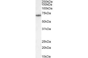 .(ABIN185483) (2 μg/mL) staining of NIH3T3 cell lysate (35 μg protein in RIPA buffer). Detected by chemiluminescence.