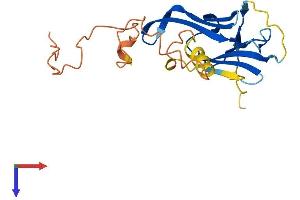 AlphaFold protein structure predicition of Mouse Recombinant Cryaa Protein, UniprotID P24622