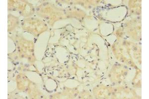 Immunohistochemistry of paraffin-embedded human kidney tissue using ABIN7154340 at dilution of 1:100