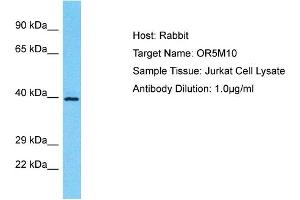 Host: Rabbit Target Name: OR5M10 Sample Type: Jurkat Whole Cell lysates Antibody Dilution: 1. (OR5M10 anticorps  (Middle Region))