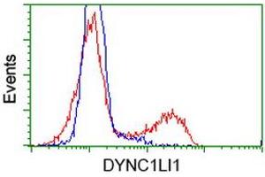 Image no. 2 for anti-Dynein, Cytoplasmic 1, Light Intermediate Chain 1 (DYNC1LI1) antibody (ABIN1497934) (DYNC1LI1 anticorps)