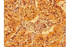 Immunohistochemistry of paraffin-embedded human adrenal gland tissue using ABIN7158957 at dilution of 1:100