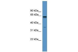 Western Blot showing OR2C1 antibody used at a concentration of 1. (OR2C1 anticorps  (C-Term))