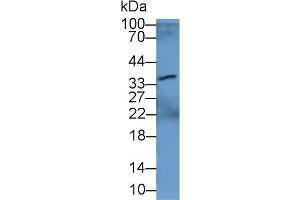 Rabbit Capture antibody from the kit in WB with Positive Control: Sample Human Liver lysate. (CRYL1 Kit ELISA)