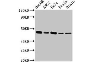 Western Blot Positive WB detected in: HepG2 whole cell lysate, K562 whole cell lysate, Hela whole cell lysate, Rat brain tissue, Mouse brain tissue All lanes: FLOT1 antibody at 3 μg/mL Secondary Goat polyclonal to rabbit IgG at 1/50000 dilution Predicted band size: 48, 43 kDa Observed band size: 48 kDa (Flotillin 1 anticorps  (AA 169-251))