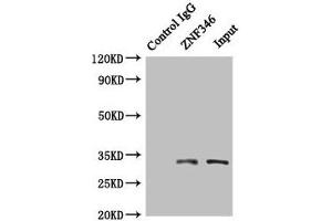 Immunoprecipitating ZNF346 in HepG2 whole cell lysate Lane 1: Rabbit control IgG (1 μg) instead of ABIN7176252 in HepG2 whole cell lysate. (ZNF346 anticorps  (AA 1-294))