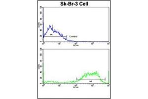 Flow cytometric analysis of SK-Br-3 cells using ABI1 Antibody (N-term)(bottom histogram) compared to a negative control cell (top histogram).