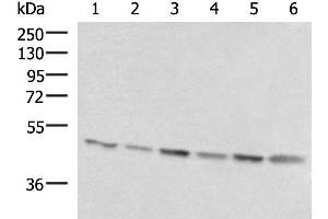 Western blot analysis of 293T K562 and HepG2 cell lysates using RHAG Polyclonal Antibody at dilution of 1:1600