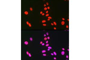Immunofluorescence analysis of U-2 OS cells using hnRNP C Rabbit pAb (ABIN7267630) at dilution of 1:100 (40x lens). (HNRNPC anticorps)
