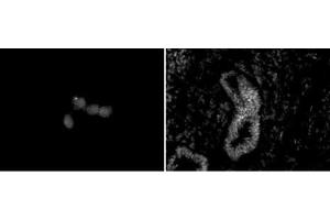Chd5 antibody (mAb) (Clone 5A10) tested by immunofluorescence. (CHD5 anticorps  (C-Term))