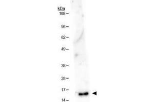 Western Blot of Rabbit Anti-Histone H3 [Monomethyl Lys36] Antibody.