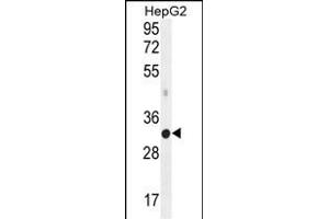 MED6 Antibody (C-term) (ABIN656028 and ABIN2845402) western blot analysis in HepG2 cell line lysates (35 μg/lane). (MED6 anticorps  (C-Term))