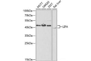 Western blot analysis of extracts of various cell lines using LIPA Polyclonal Antibody at dilution of 1:1000. (Lipase A anticorps)