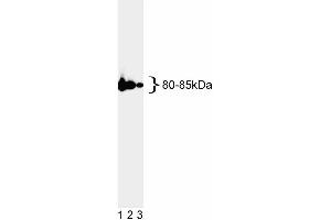 Western blot analysis of MLH1. (MLH1 anticorps)
