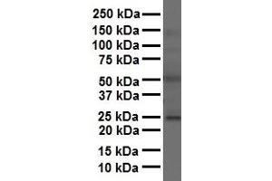 WB Suggested Anti-FOLR1 antibody Titration: 1 ug/mL Sample Type: Human liver