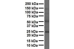 WB Suggested Anti-FOLR1 antibody Titration: 1 ug/mL Sample Type: Human liver (FOLR1 anticorps  (Middle Region))