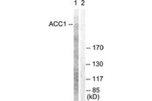 Western blot analysis of extracts from NIH-3T3 cells, treated with PMA 125ng/ml 30', using ACC1 (Ab-80) Antibody. (Acetyl-CoA Carboxylase alpha anticorps  (AA 46-95))