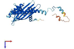 AlphaFold protein structure predicition of Human Recombinant CAPZA3 Protein, UniprotID Q96KX2
