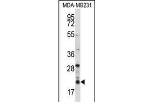 HIST1H1D Antibody (Center) (ABIN657667 and ABIN2846660) western blot analysis in MDA-M cell line lysates (35 μg/lane).