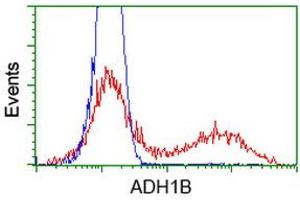 Flow Cytometry (FACS) image for anti-Alcohol Dehydrogenase 1B (Class I), beta Polypeptide (ADH1B) antibody (ABIN1496478)