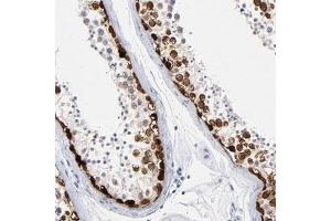 Immunohistochemical staining (Formalin-fixed paraffin-embedded sections) of human testis shows strong nuclear positivity in spermatogonia and spermatocytes.