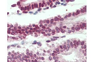 Anti-LMNB1 / Lamin B1 antibody IHC staining of human uterus. (Lamin B1 anticorps  (AA 526-537))