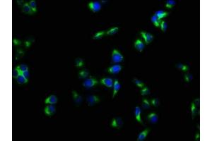 Immunofluorescence staining of Hela cells with ABIN7175125 at 1:133, counter-stained with DAPI.