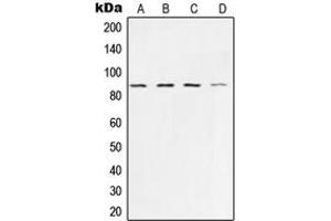 Western blot analysis of Ku80 expression in HeLa (A), A673 (B), A549 (C), COS7 (D) whole cell lysates.