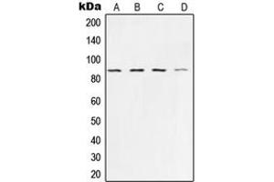 Western blot analysis of Ku80 expression in HeLa (A), A673 (B), A549 (C), COS7 (D) whole cell lysates. (XRCC5 anticorps  (C-Term))