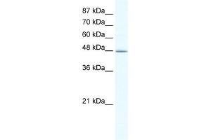 DMAP1 antibody (20R-1081) used at 0. (DMAP1 anticorps  (N-Term))