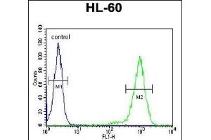 SIA8C Antibody (C-term) (ABIN651785 and ABIN2840398) flow cytometric analysis of HL-60 cells (right histogram) compared to a negative control cell (left histogram). (ST8SIA3 anticorps  (C-Term))