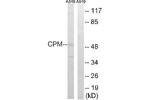 Western blot analysis of extracts from A549 cells, using CPM antibody. (CPM anticorps)