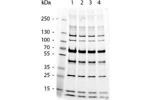 SDS-PAGE (SDS) image for Protein Molecular Weight Marker (ABIN925595)