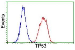 Image no. 6 for anti-Tumor Protein P53 (TP53) antibody (ABIN1499968) (p53 anticorps)