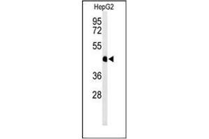 Western blot analysis of HFE2 / Hemojuvelin Antibody (C-term) in HepG2 cell line lysates (35ug/lane). (HFE2 anticorps  (C-Term))
