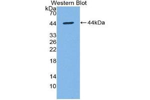 Western Blotting (WB) image for anti-Keratin 7 (KRT7) (AA 91-394) antibody (Biotin) (ABIN1173119) (Cytokeratin 7 anticorps  (AA 91-394) (Biotin))