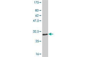 Western Blot detection against Immunogen (30.