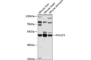 Western blot analysis of extracts of various cell lines, using POU2F3 Antibody (ABIN6131135, ABIN6145982, ABIN6145983 and ABIN6214169) at 1:1000 dilution. (POU2F3 anticorps  (AA 1-180))