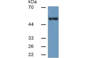 Rabbit Detection antibody from the kit in WB with Positive Control: Sample Human Liver Tissue.