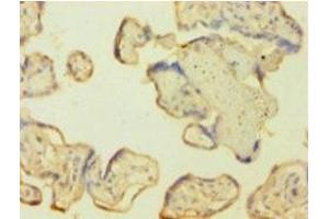 Immunohistochemistry of paraffin-embedded human placenta tissue using ABIN7146925 at dilution of 1:100 (Caspase 1 anticorps  (AA 120-269))